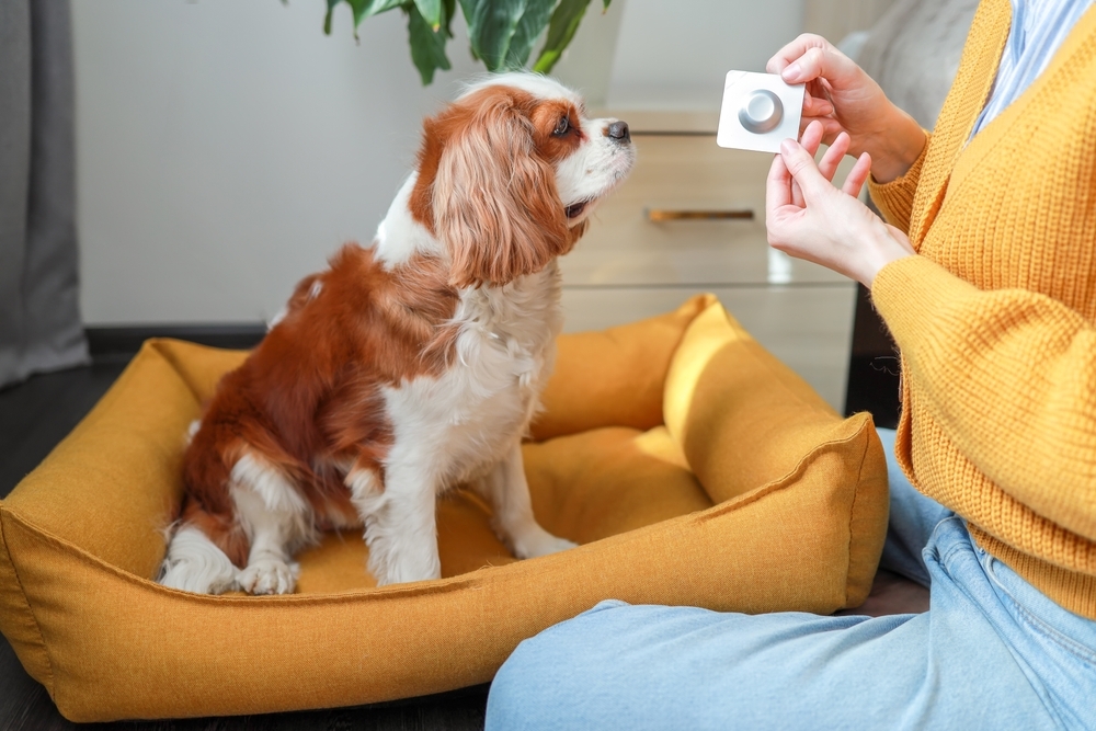 A Cavalier King Charles Spaniel sits in a yellow dog bed and looks up at an owner holding a white blister pack containing a single pill.