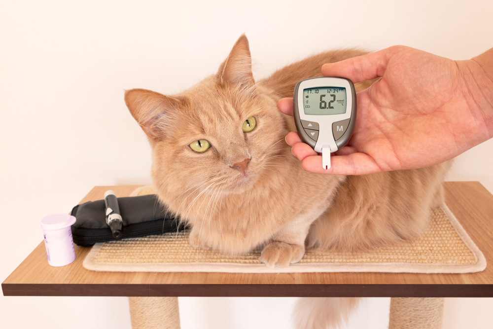Cat undergoing blood glucose monitoring with a glucose meter.