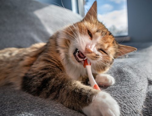 Dental Home Care That Works: Brushes, Wipes, and Gels