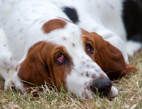 Eyelid Problems in Dogs: When Surgery Corrects Entropion and Ectropion
