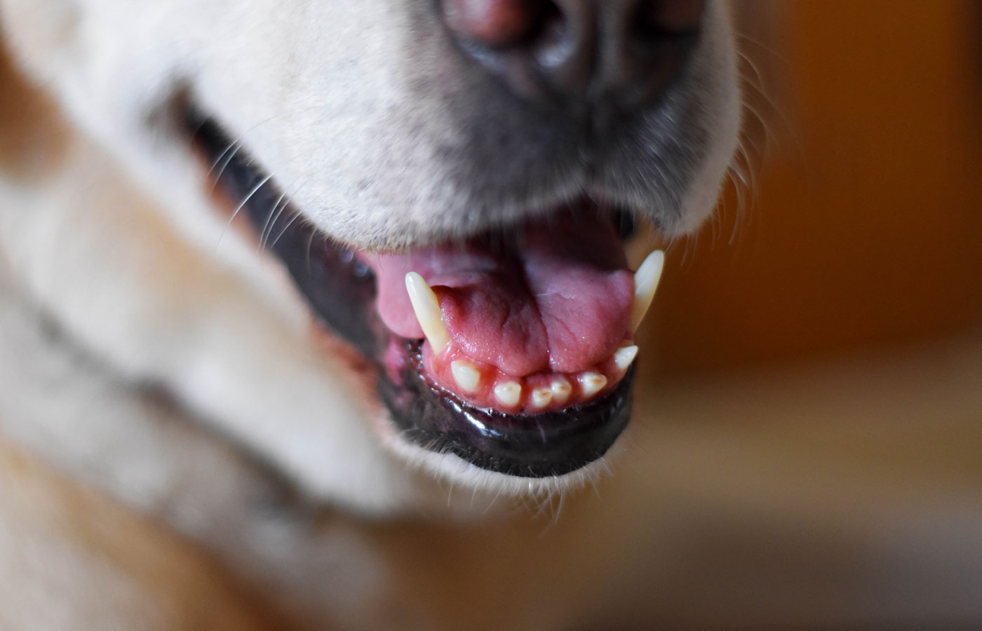 Closeup of Labrador retriever dog-mouth open, tongue out with blurred background