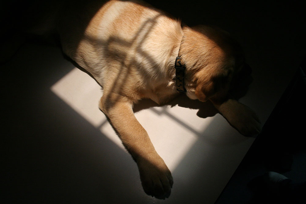 A golden-colored dog lying down indoors, with dramatic shadows from a window frame casting a cross-like pattern across its back.