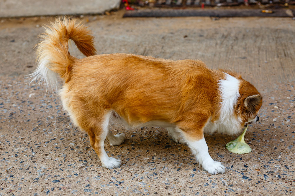 Small dog vomiting on floor, pet health symptom.